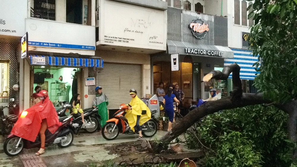 Cây chắn ngang đường khiến việc lưu thông qua khu vực gặp không ít khó khăn. 